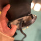 1955 horsebit mini bag